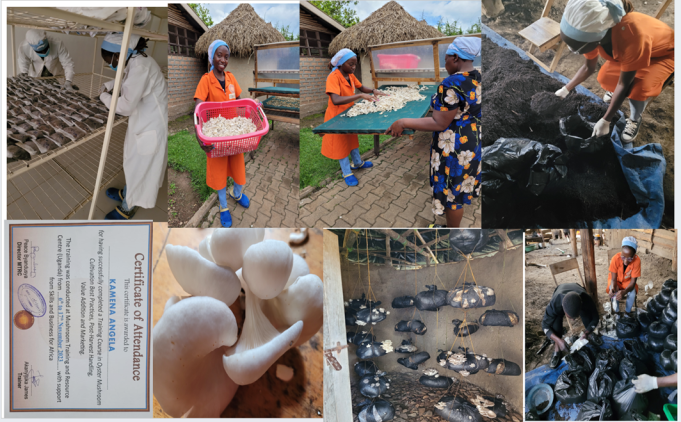 Mushroom Training in Uganda