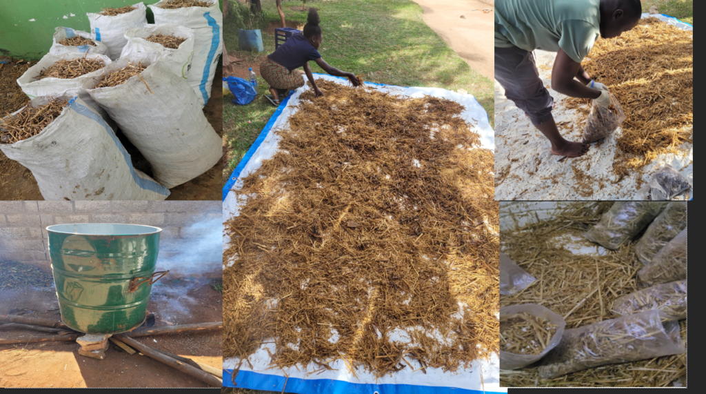 Mushroom processing and spawning