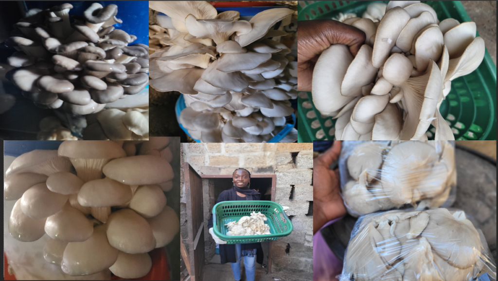 harvesting mushrooms