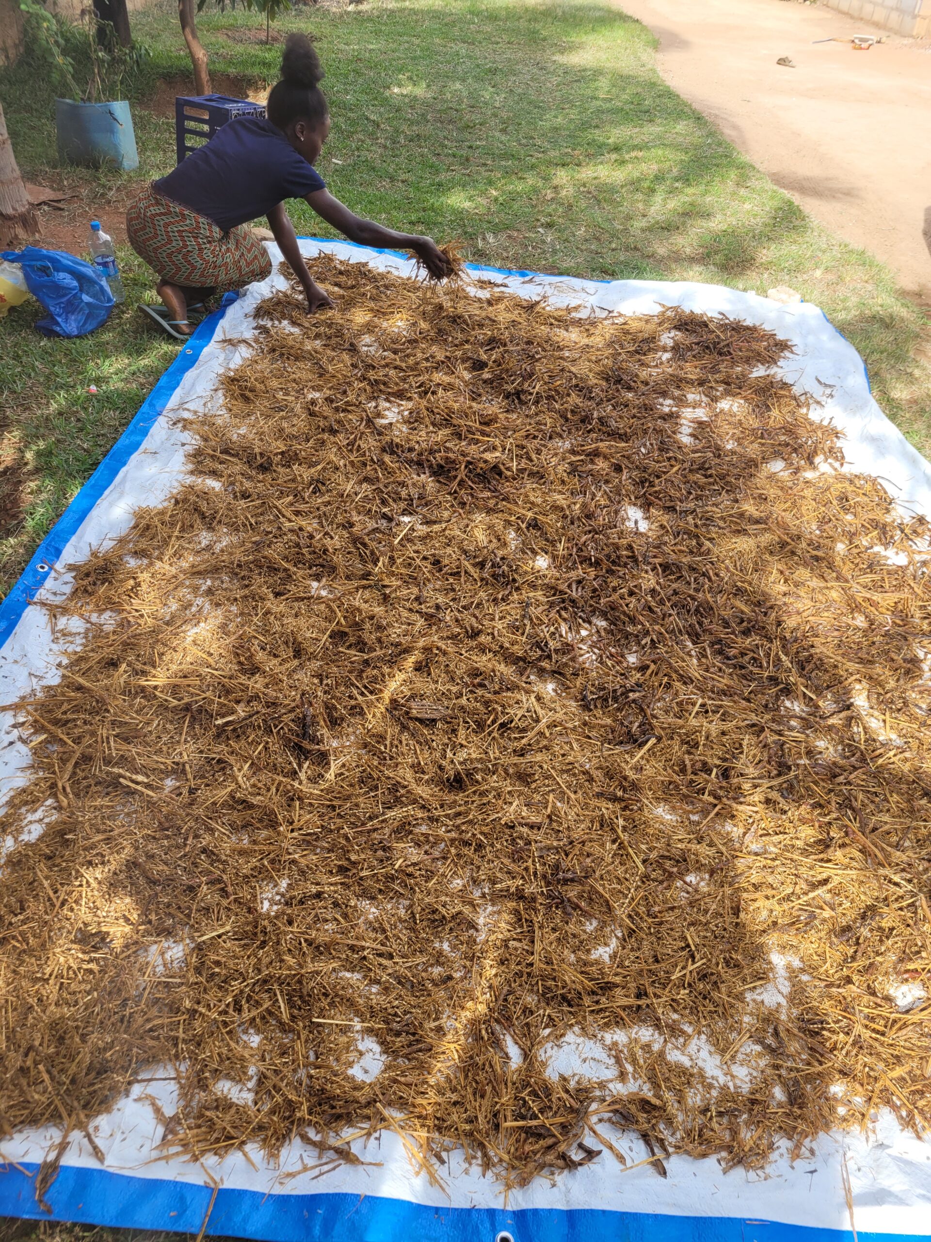 8: Mushroom Substrate Procurement, Processing and Spawning (May 2024)